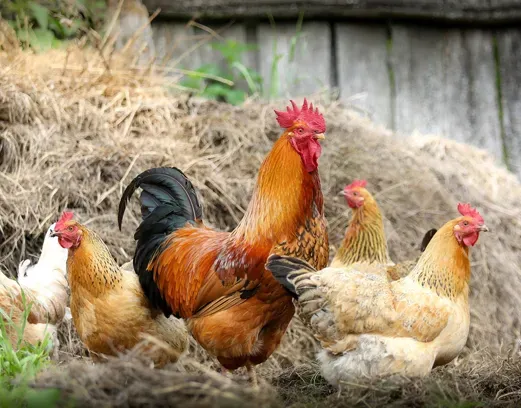 img_page_detail_univers_animalerie_espace_passion_boisseron_basse-cour